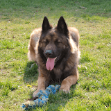 Photo de profil de Clement